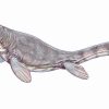 Prognathodon