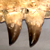 fossilized teeth